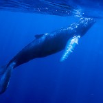 HumpbackFREEDIVERS