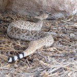 rattlesnake