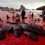 PilotWhaleSlaughterFaroeIslands4